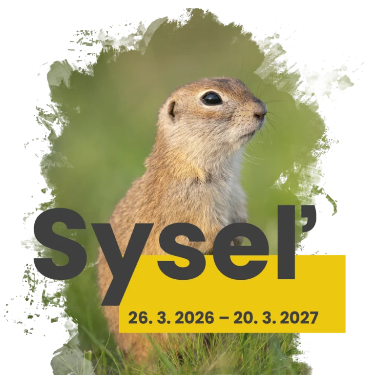 Syseľ | Prírodovedná výstava v Múzeum Spiša
