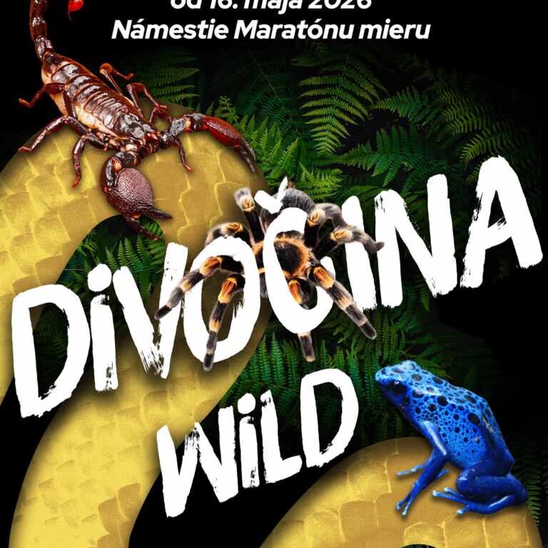 Divočina – Wild